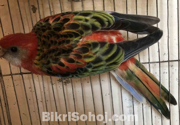 New Adult Rosella Bird